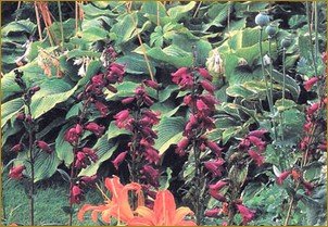 Растения для миксбордеров: Кустарники и карликовые кустарники