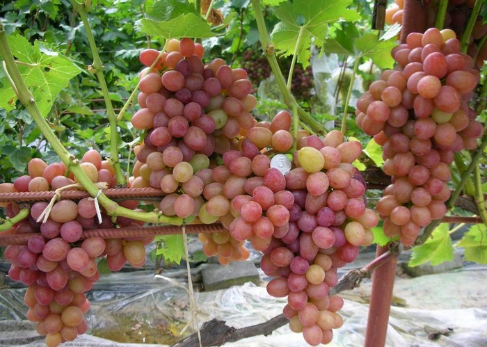 Поливы на винограднике