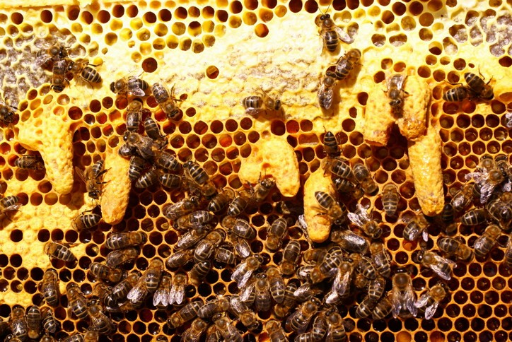 Роение пчелиной семьи