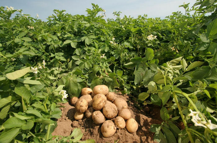 Как лучше посадить картофель
