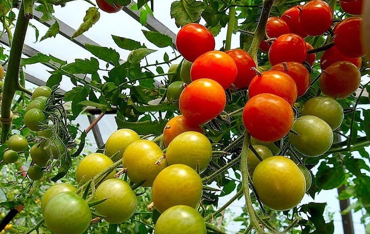 Формирование томатов