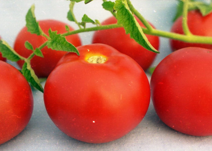 Чем хороши детерминантные томаты?