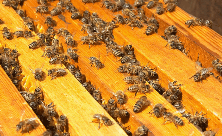 Основные способы приобретения и разведения пчел