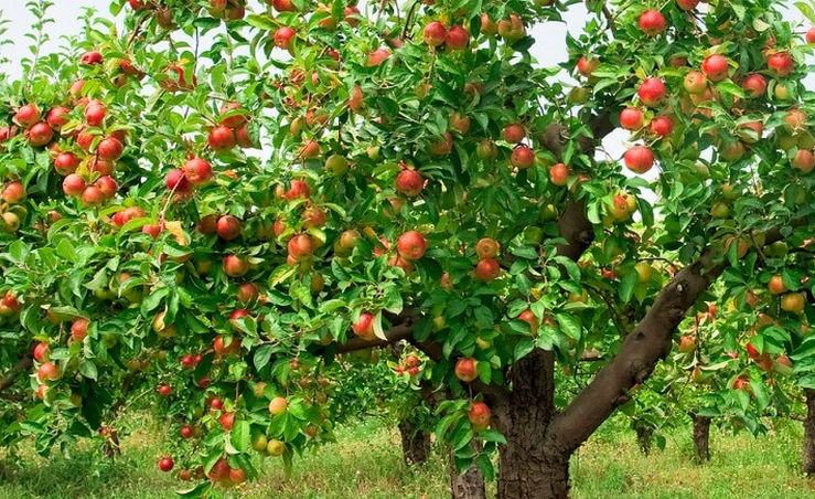 Здоровье плодового сада: 4 неотложных меры
