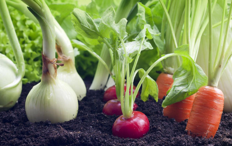 Как правильно сеять овощи в грунт